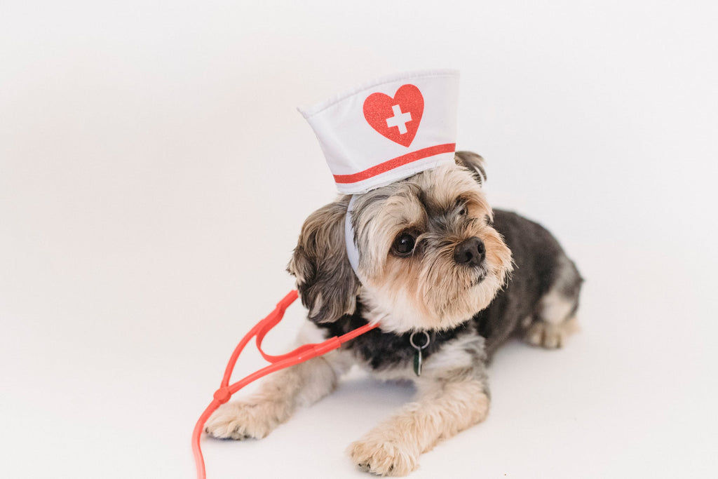 Most Common Health Issues Among Different Dog Breeds