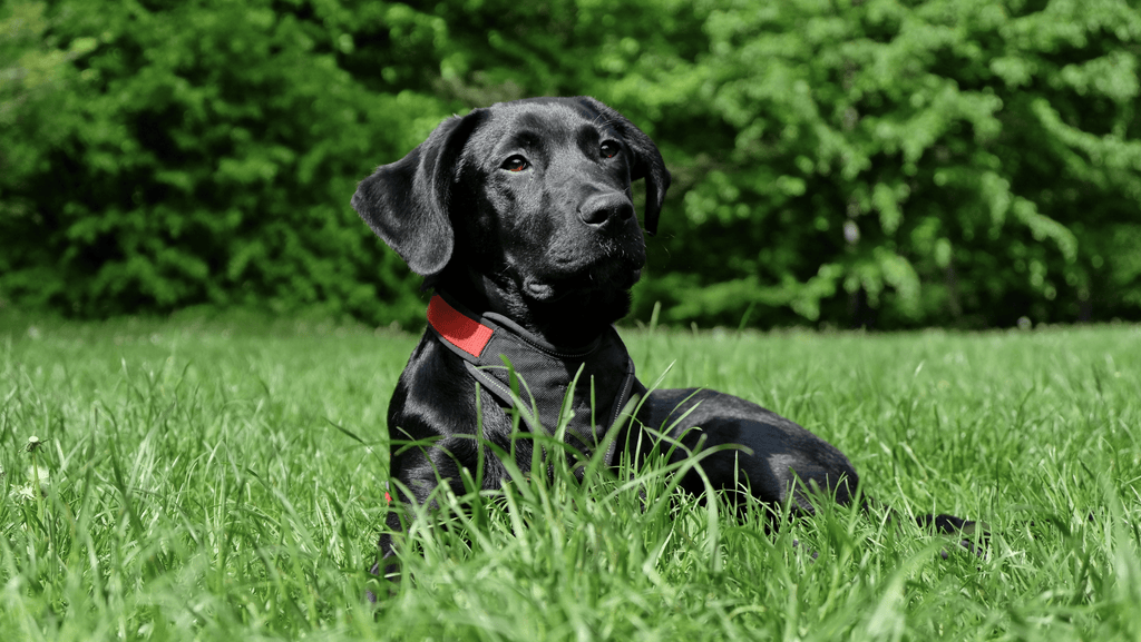 Why is my sale lab eating grass