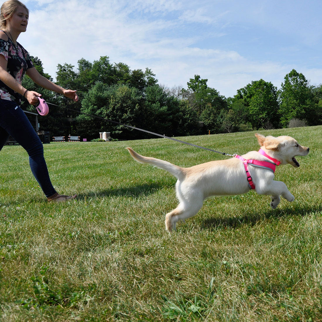 Coastal retractable dog leash top